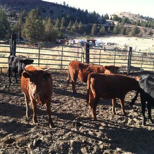 Meet your Posher, Sandi